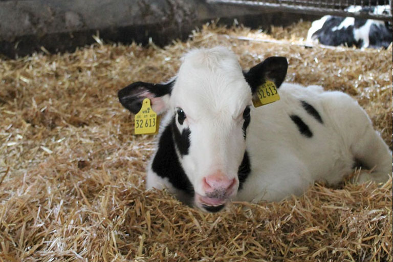 Fredenbecker Milch Kalb