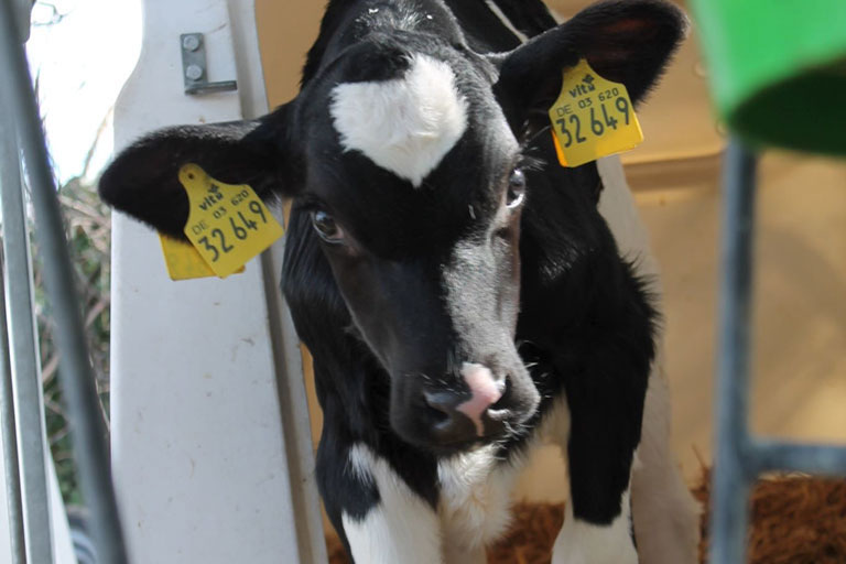 Fredenbecker Milch Kalb