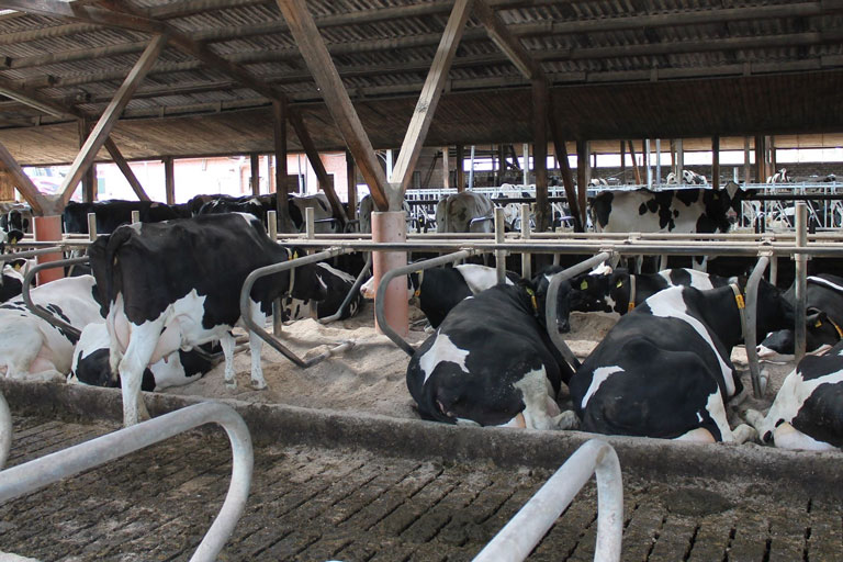 Fredenbecker Milch Kuhstall