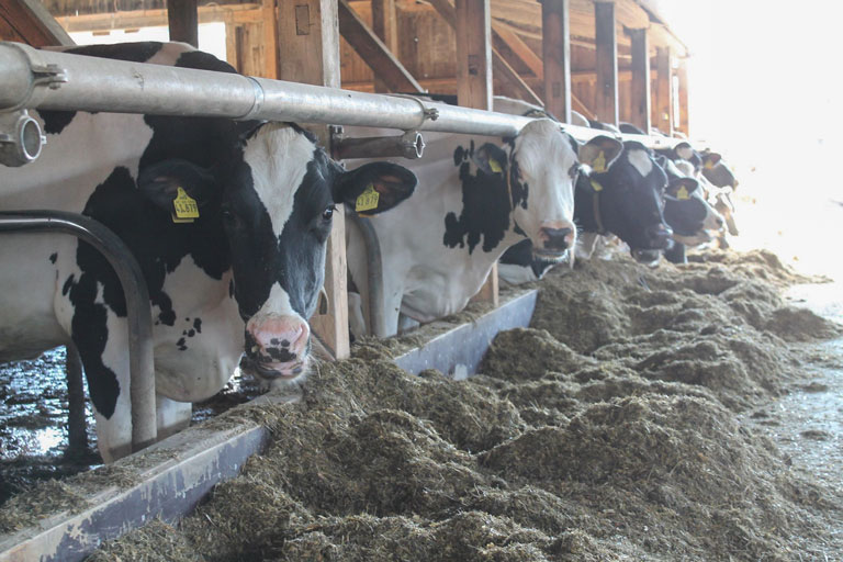 Fredenbecker Milch Kuhstall